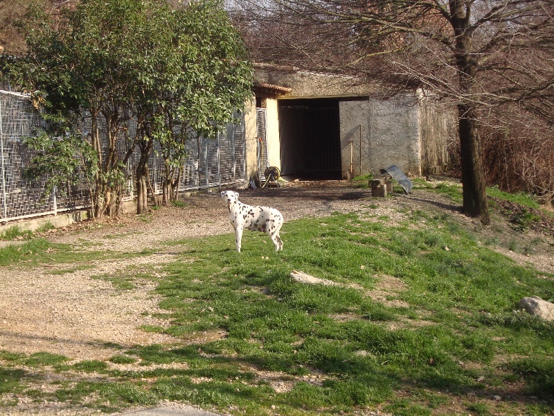 Albine du Bois de Saou