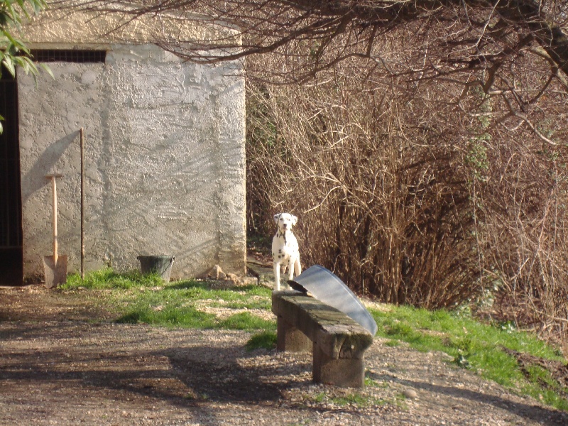 Albine du Bois de Saou