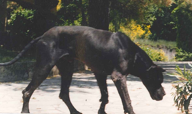 Prince de la foret de saint quentin