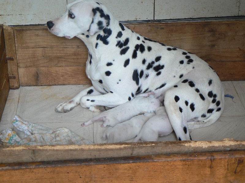 du Bois de Saou - Dalmatien - Portée née le 09/05/2012