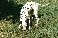 du Bois de Saou - Dalmatien - Portée née le 20/09/2012