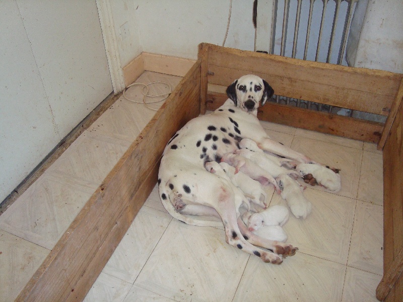 du Bois de Saou - Dalmatien - Portée née le 15/11/2011