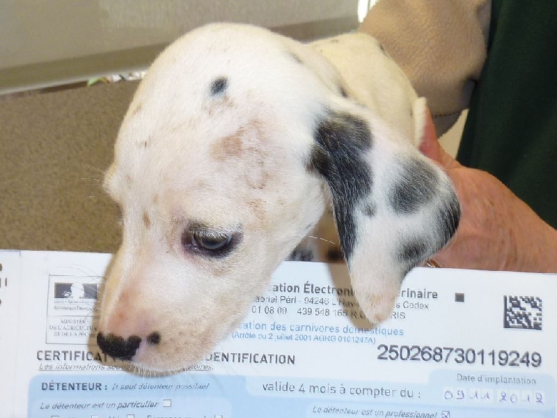 du Bois de Saou - Dalmatien - Portée née le 20/09/2012